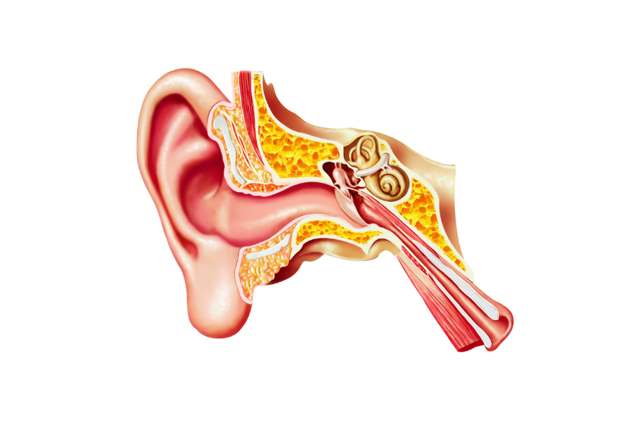 Hearing Loss - Ear Diagram